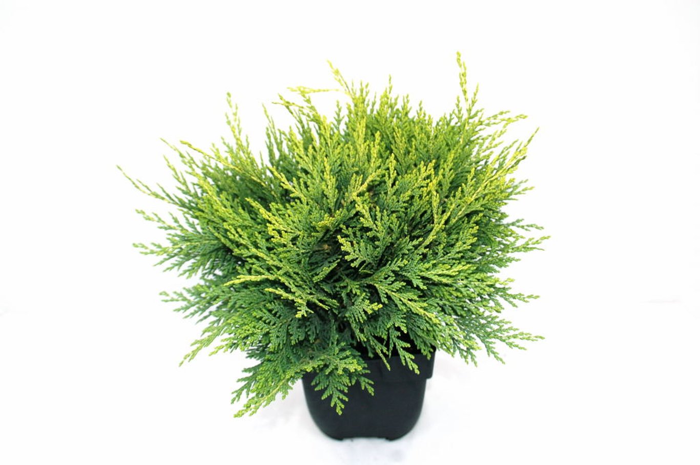 Chamaecyparis l. 'Sunkist' - C2